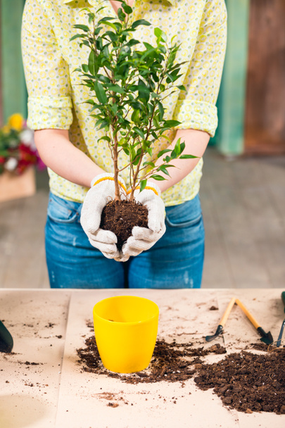 cropped view of woman transplanting plant in new flowerpot on porch   - Photo, Image
