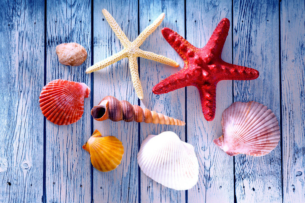 Colección de conchas marinas y estrellas
 - Foto, Imagen