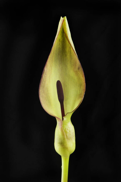 Arum maculatum flower against black - Photo, Image