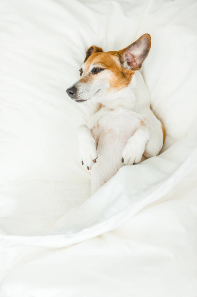 Солодкі сни чарівна собака лежить на білих простирадлах ліжка
. - Фото, зображення