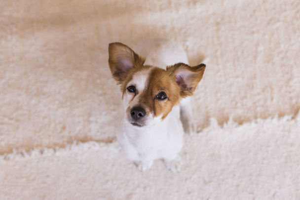 roztomilý mladý pes s směšné uši při pohledu na fotoaparát. Pohled shora. - Fotografie, Obrázek