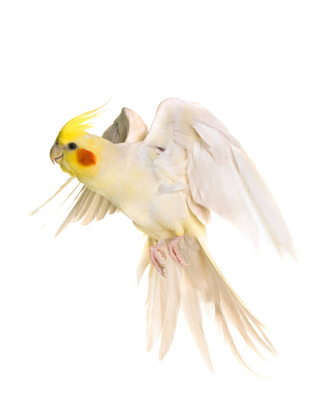 cockatiel flying in studio - Photo, Image
