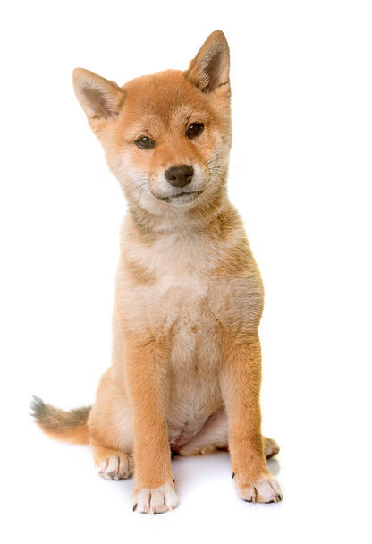 puppy shiba inu - Foto, afbeelding