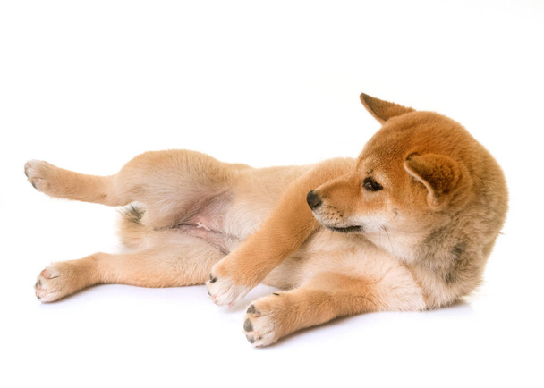 puppy shiba inu - Foto, afbeelding
