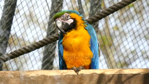 Papoušek, modrá a žlutá, Ara Ararauna - Záběry, video