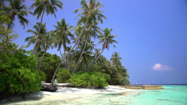 Trópusi táj, pálmafákkal és a beach. - Felvétel, videó
