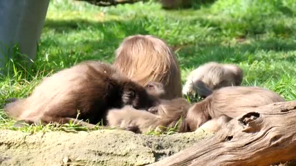  Семья обезьян играет
 - Кадры, видео