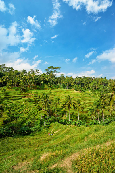 Rijstterrassen en kokospalmen - Foto, afbeelding