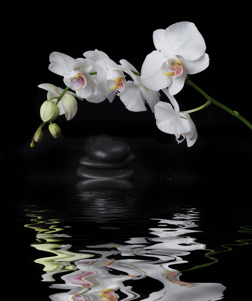 White Orchid on a black background - 写真・画像