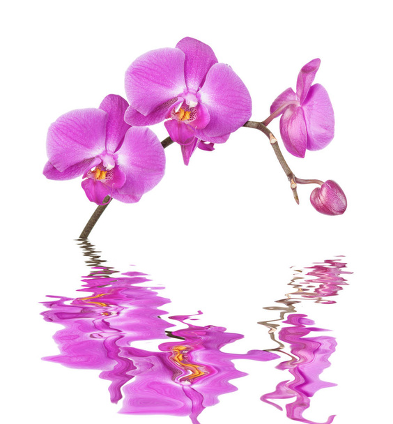 Pink orchid on a white background reflected in a water - Fotoğraf, Görsel