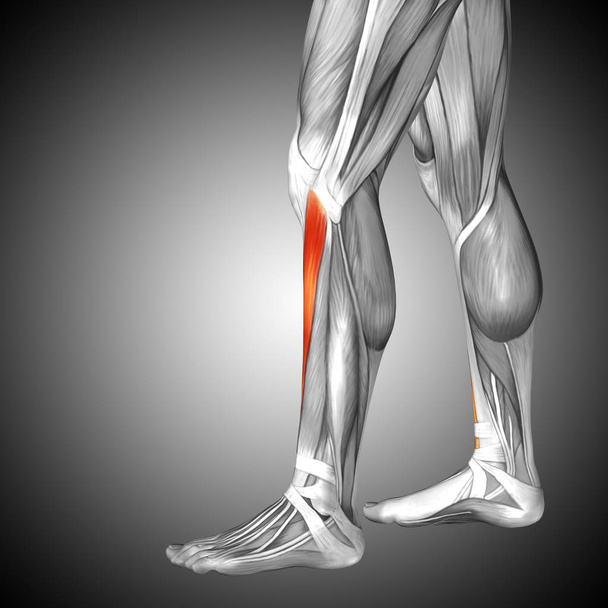 Anatomía de las piernas más baja  - Foto, imagen