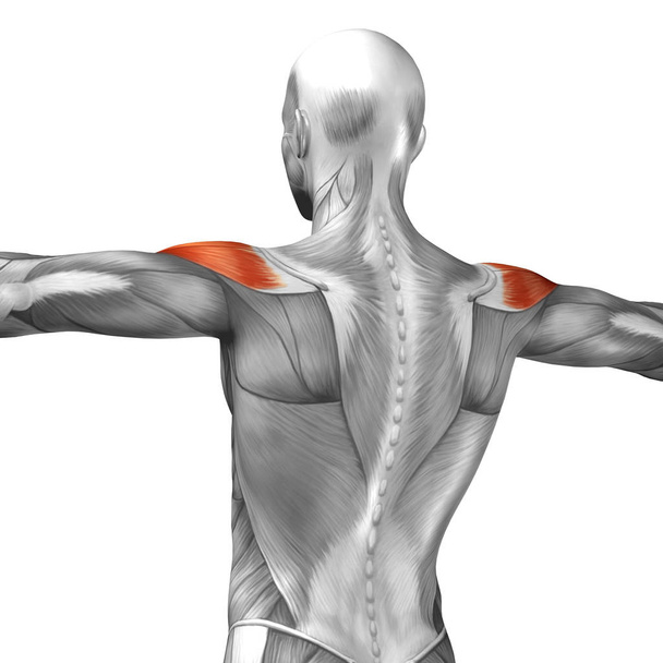 anatomía de espalda humana
 - Foto, Imagen