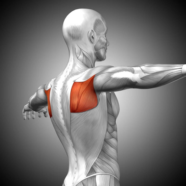 human back anatomy - Photo, Image