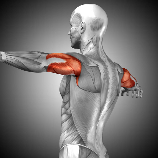 menselijke triceps spieren anatomie - Foto, afbeelding