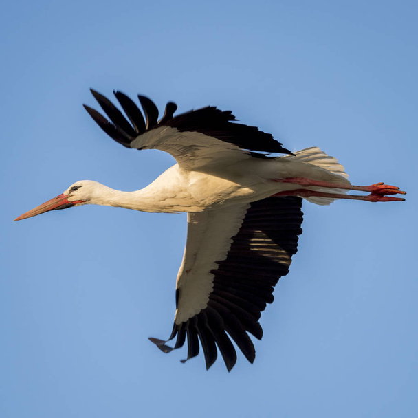 Stork (Ciconia ciconia) with large wings flying with sunset ligh - Photo, Image