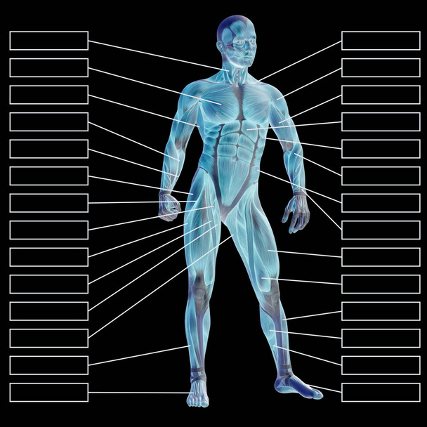  3D-s férfi vagy emberi anatómia - Fotó, kép