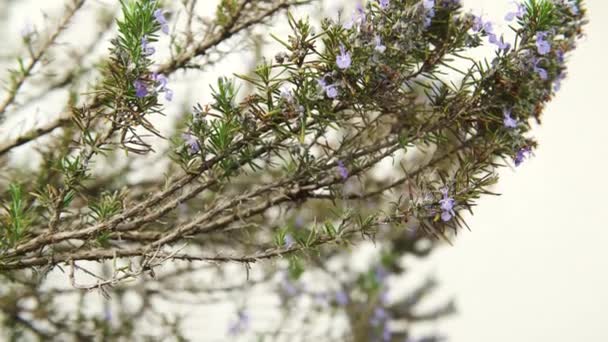 Rosemary bloemen bewogen door de wind, de 4k - Video
