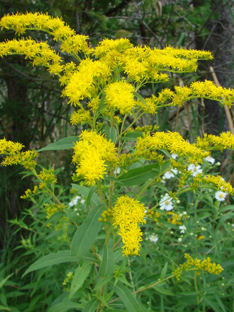 Greater or Late Goldenrod - Photo, Image