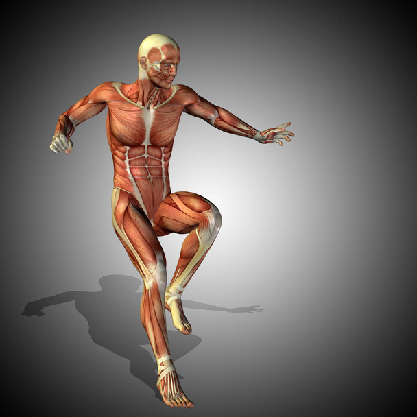 ισχυρό αρσενικό σώμα ανατομία - Φωτογραφία, εικόνα