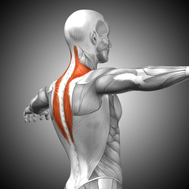 анатомия спины человека
 - Фото, изображение