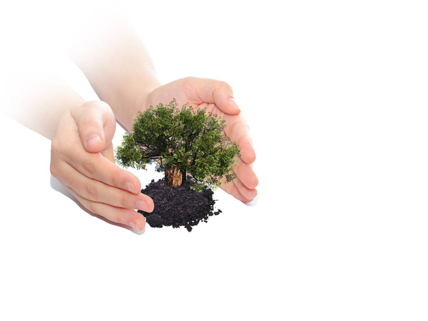 hands holding protecting growing tree  - Photo, Image