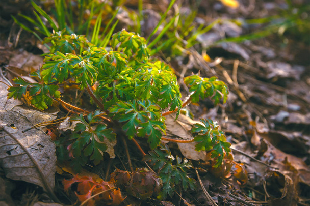 mystical and fantasy plant green leaf texture - Fotografie, Obrázek