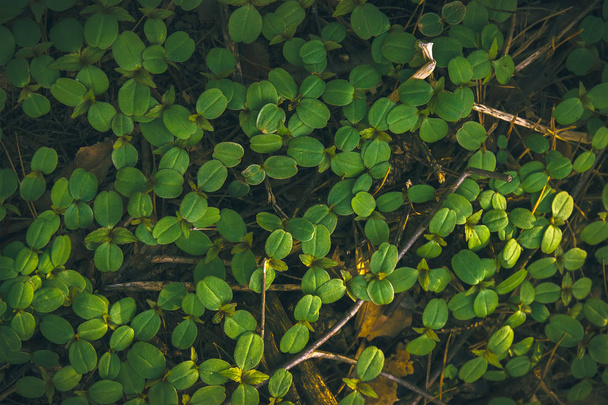 Green leaf texture, forest plants background - Foto, Imagem