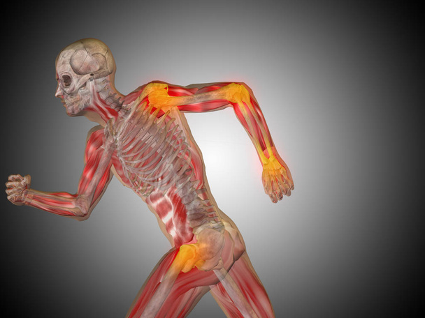 emberi futó anatómiai modell - Fotó, kép