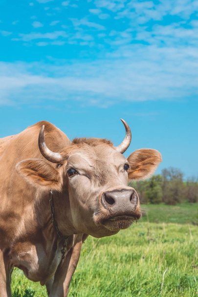 Funny cow in the pasture. Animal in Europe - Φωτογραφία, εικόνα
