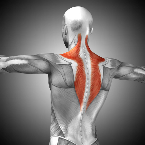 Anatomie van de rug - Foto, afbeelding