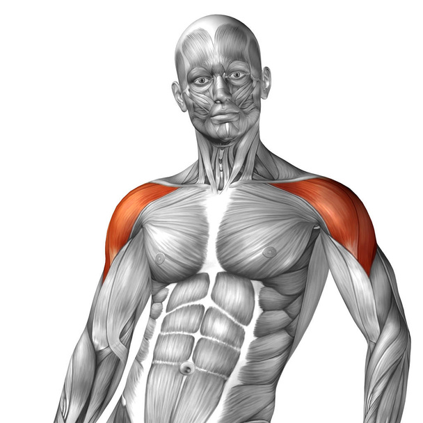 anatomie thoracique humaine
  - Photo, image