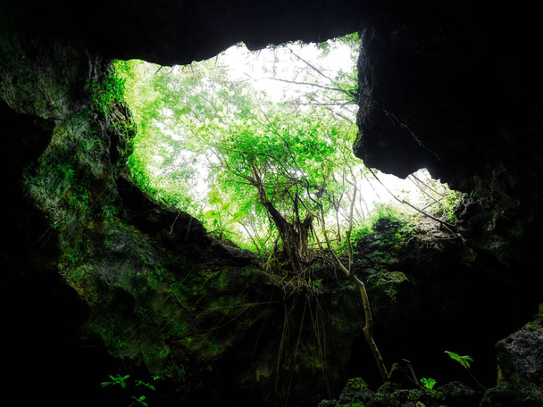 természet ishigaki-sziget - Fotó, kép