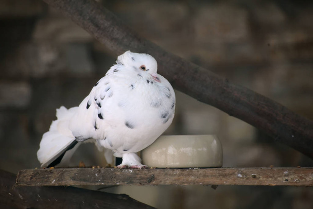 Bir güvercin parlak beyaz tüyleri ile - Fotoğraf, Görsel