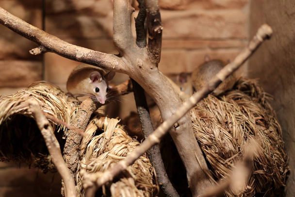 Eastern spiny mice (Acomys dimidiatus) on straw - Photo, Image
