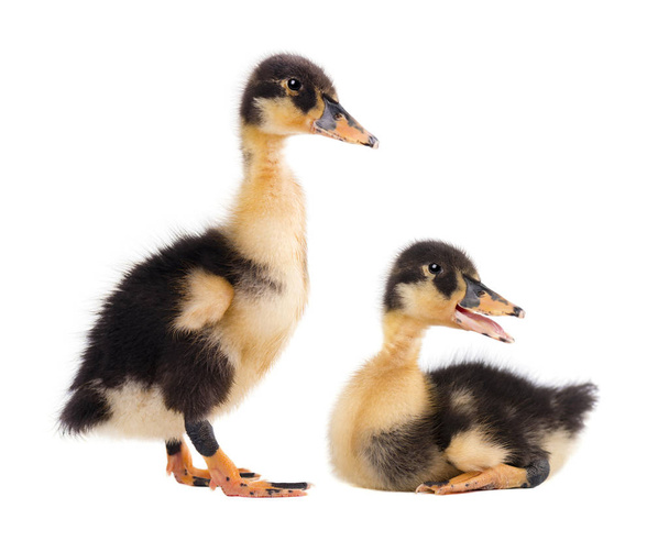 Two cute duckling isolated on white - Photo, Image