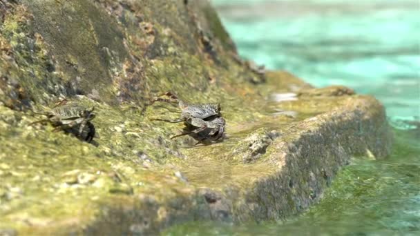 Crabs bask in the sun on a tropical beach. Slow motion. - Filmmaterial, Video