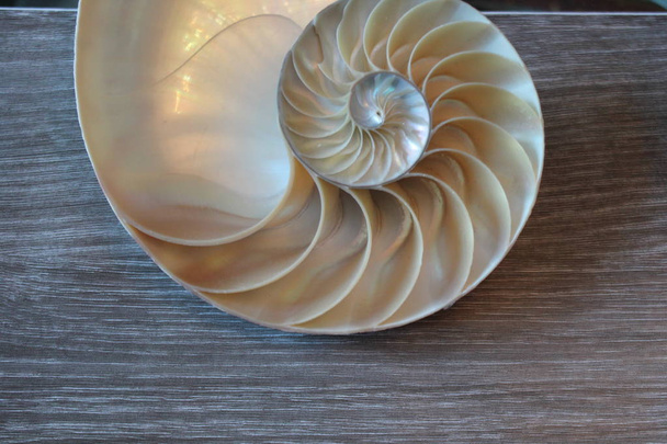 Nautilus shell Symmetrie fibonacci Halbquerschnitt Spirale goldener Schnitt Struktur Wachstum Nahaufnahme hinten beleuchtete Perlmutt Nahaufnahme (pompilius nautilus )  - Foto, Bild