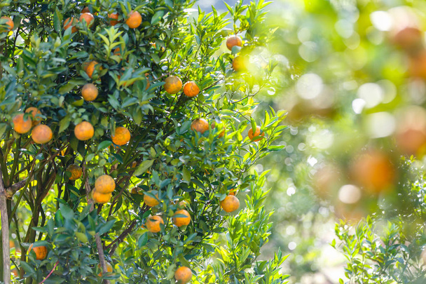 オレンジの木 - チェンマイ、タイでファーン郡のオレンジ農場 - 写真・画像