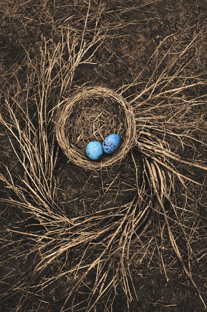 Птичье гнездо Робина на земле со спиральным рисунком из веток и голубых птичьих яиц
 - Фото, изображение