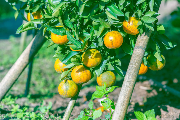 Olgun portakal bahçesinde ile portakal ağacı - Fotoğraf, Görsel