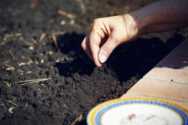 Hand sowing seeds in ground close-up - Fotó, kép