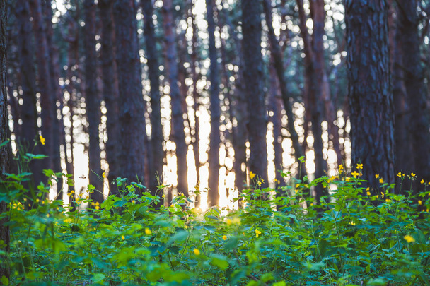 Green thickets of celandine in forest - Foto, Bild