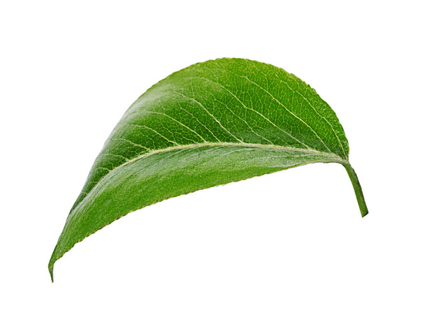 Pears leaves isolated on a white  - Photo, Image