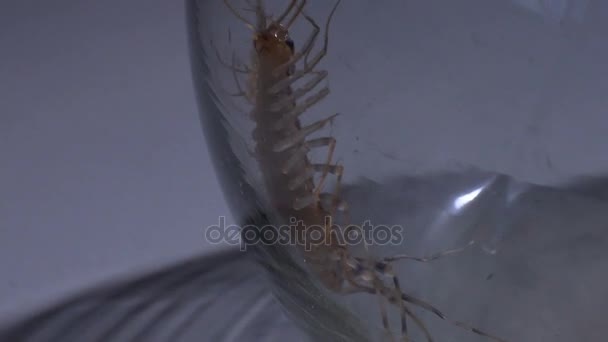Aggressive centipede pretending helpless to get out into wild and infect humans - Metraje, vídeo