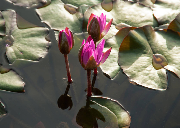 Rózsaszín lotuses a napfény természetes tóban - Fotó, kép
