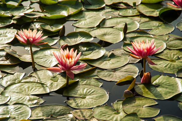 Розовые лотосы в естественном пруду на солнце
 - Фото, изображение