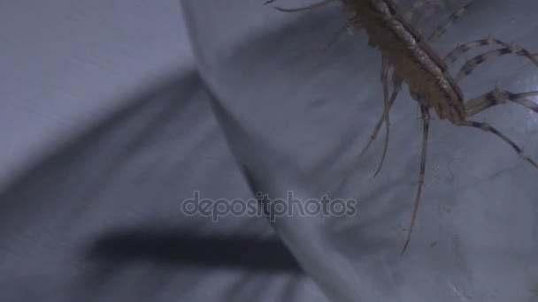Helpless insect trapped in captivity, scolopendra casting frightening shadow - Imágenes, Vídeo