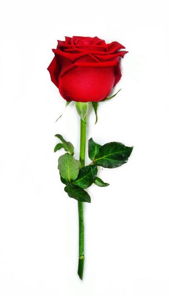 rose rouge isolée - Photo, image