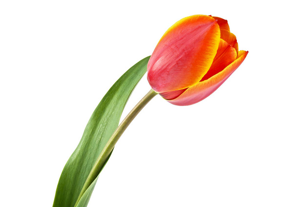 Flor de tulipa isolada sobre um fundo branco
 - Foto, Imagem