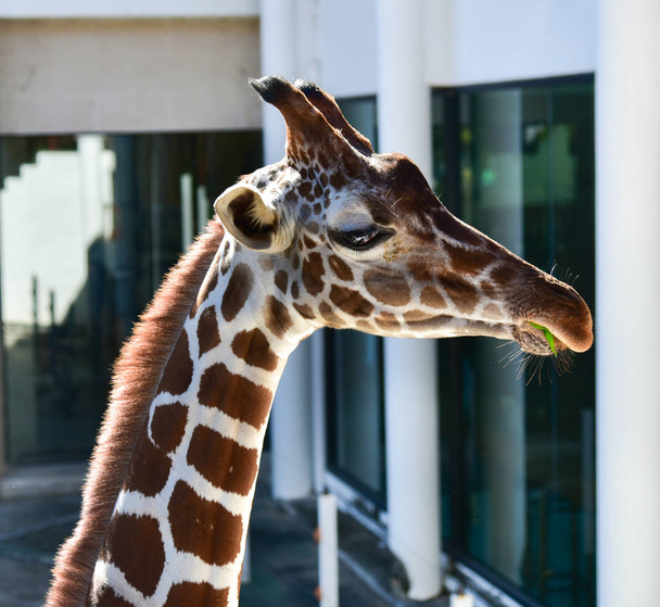 Girafa no zoológico
 - Foto, Imagem